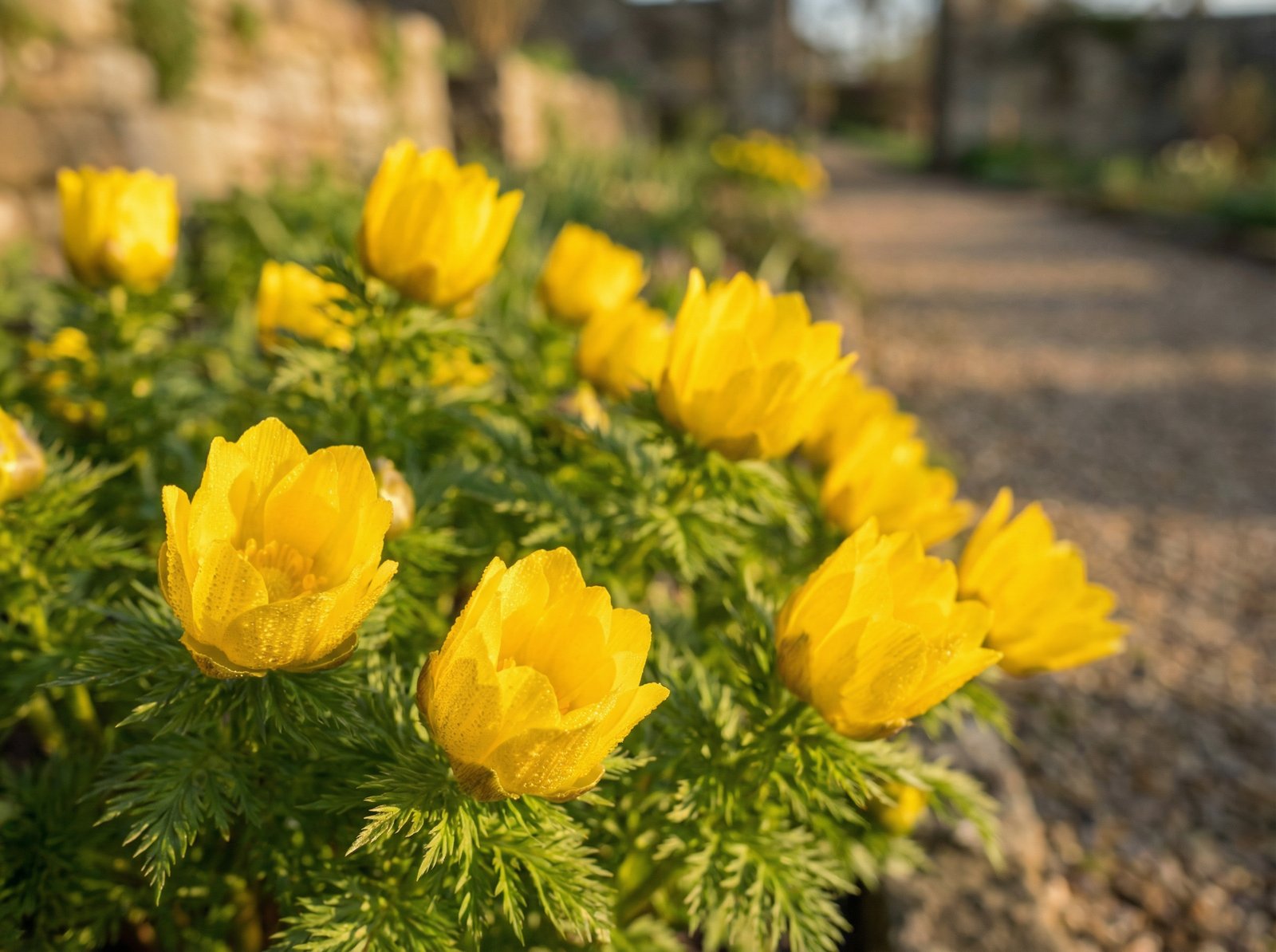 黑料福寿草植物视频