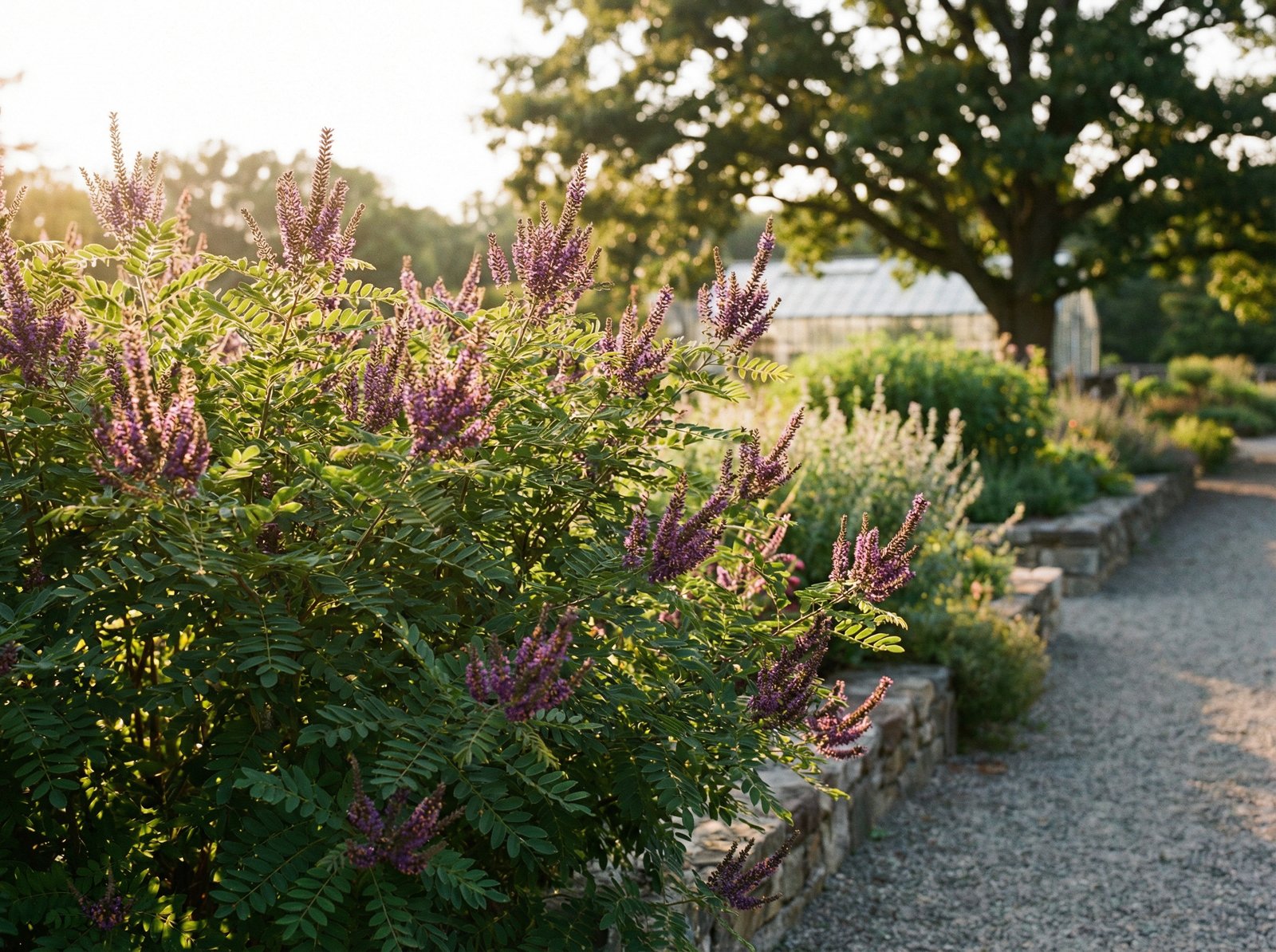 黑料紫穗槐植物视频